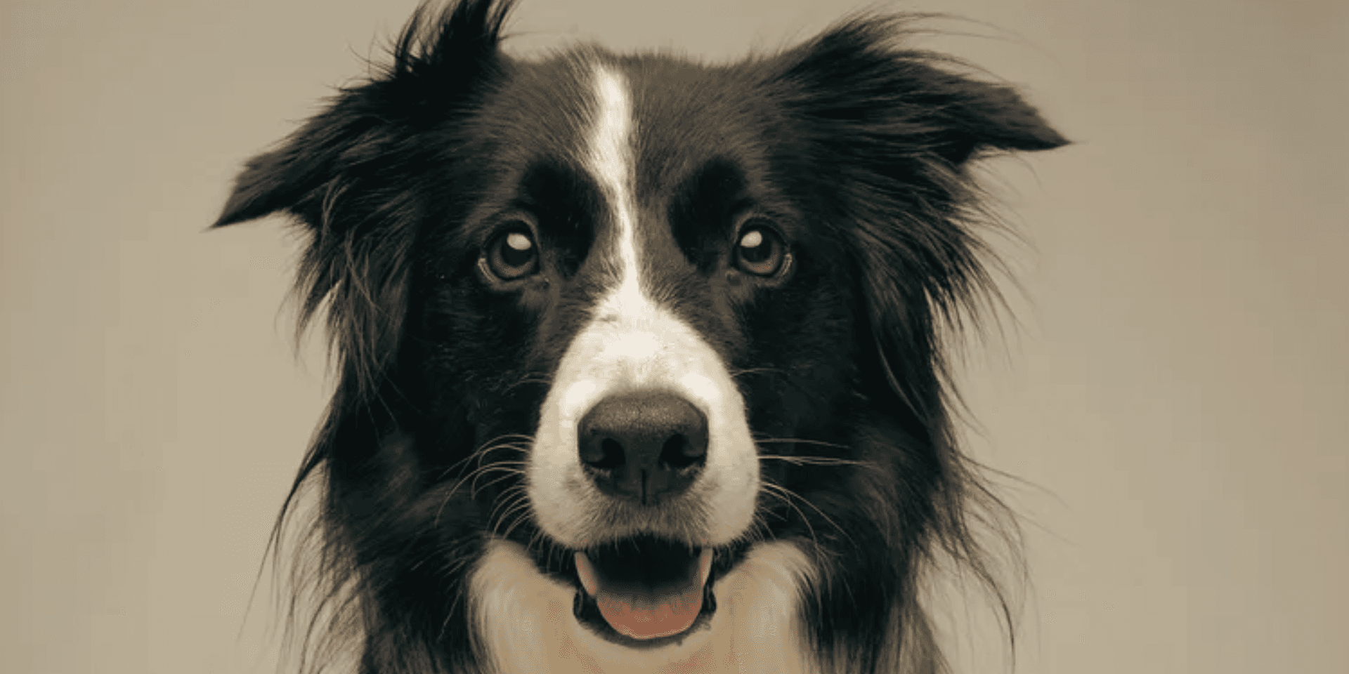 Cachorro acolhido pela APAD