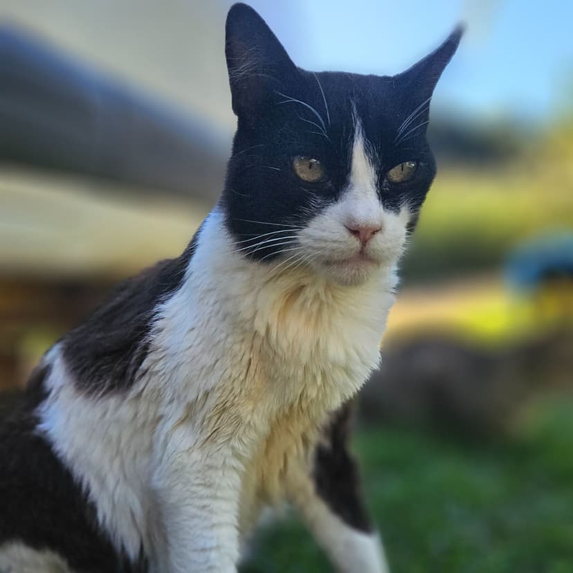 Gatosão