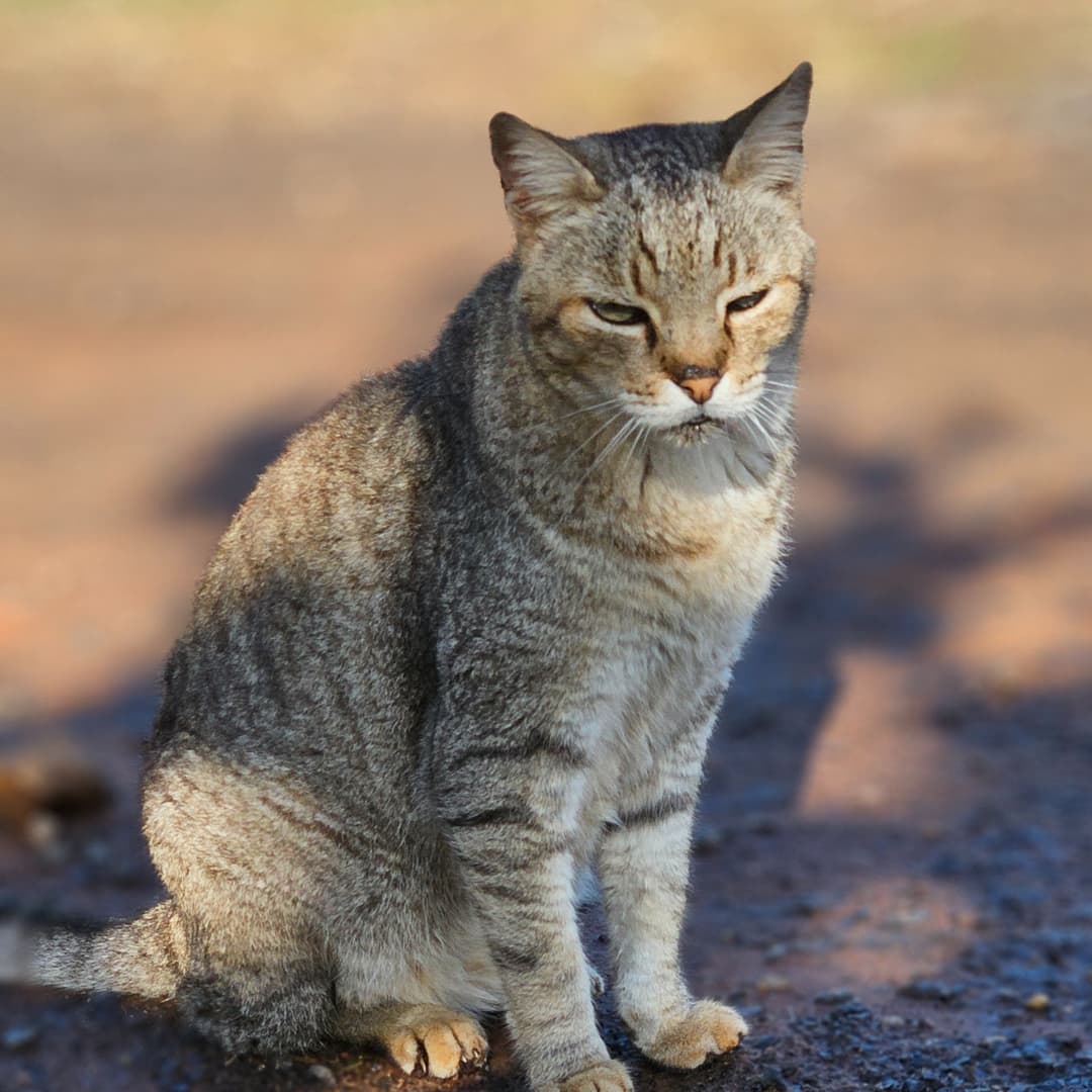Leoa